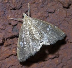 Nephrogramma reniculalis P1630117a by 
xpda. Used under a CC BY-SA 4.0 license.