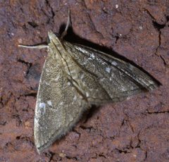 Nephrogramma reniculalis P1630169a by 
xpda. Used under a CC BY-SA 4.0 license.