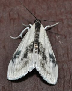 Cliniodes ostreonalis by Aarongunnar. Used under a CC BY-SA 3.0 license.
