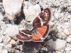 Gyros muirii by iNaturalist user: paulexcoff. Used under a CC BY-SA 4.0 license.