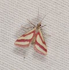 Microtheoris vibicalis - inat 368731079 by {{{name}}}. Used under a CC BY 4.0 license.