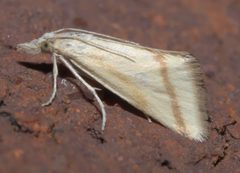 Microtheoris vibicalis P1300199b by 
xpda. Used under a CC BY-SA 4.0 license.