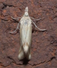 Microtheoris vibicalis P1300200b by 
xpda. Used under a CC BY-SA 4.0 license.