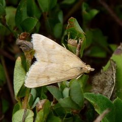 Achyra rantalis by Dendroica cerulea. Used under a CC BY 2.0 license.