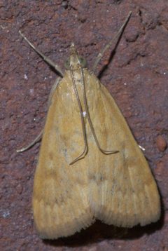 Achyra rantalis P1290845a by 
xpda. Used under a CC BY-SA 4.0 license.