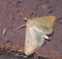 Achyra rantalis P1300597a by 
xpda. Used under a CC BY-SA 4.0 license.