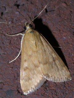 Achyra rantalis P1300825a by 
xpda. Used under a CC BY-SA 4.0 license.