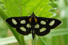 Anania Funebris Zunsler02 by Aah-Yeah. Used under a CC BY 2.0 license.