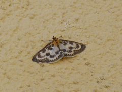 Anania hortulata Andogno by Syrio. Used under a CC BY-SA 4.0 license.