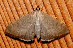 Anania mysippusalis 01 by CBG Photography Group, Centre for Biodiversity Genomics. Used under a CC0 license.