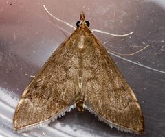 Anania mysippusalis 02 by CBG Photography Group, Centre for Biodiversity Genomics. Used under a CC0 license.