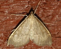 Anania mysippusalis 06 by CBG Photography Group, Centre for Biodiversity Genomics. Used under a CC0 license.