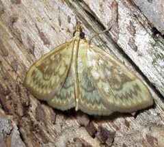 Crocidophora serratissimalis by Jacy Lucier. Used under a CC BY-SA 4.0 license.