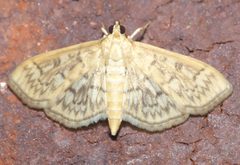 Crocidophora serratissimalis P1020024b by 
xpda. Used under a CC BY-SA 4.0 license.