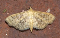 Crocidophora serratissimalis P1020348a by 
xpda. Used under a CC BY-SA 4.0 license.