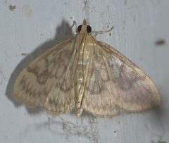 Crocidophora serratissimalis P1200164a by 
xpda. Used under a CC BY-SA 4.0 license.