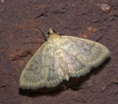 Crocidophora serratissimalis P1250580a by 
xpda. Used under a CC BY-SA 4.0 license.