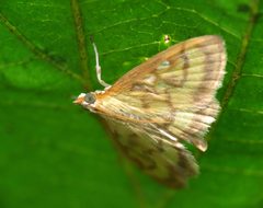 Pale-winged Crocidophora - Flickr - treegrow by Katja Schulz from Washington, D. C., USA. Used under a CC BY 2.0 license.