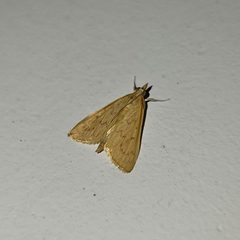 Ecpyrrhorrhoe damastesalis 4 by Gannu03. Used under a CC BY-SA 4.0 license.