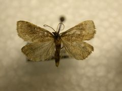 Fumibotys fumalis by James Sullivan, Research Collection of J. B. Sullivan. Used under a Public domain license.