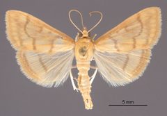 Hahncappsia mancalis MEM361891 by Mississippi Entomological Museum. Used under a CC0 license.
