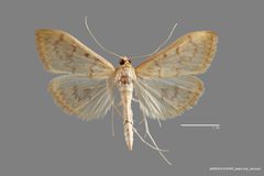 Hahncappsia mellinialis ASUHIC0106095 by Arizona State University Hasbrouck Insect Collection. Used under a CC0 license.