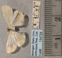 Hahncappsia neobliteralis MSUC ARC 134729 by Department of Entomology, MSU. Used under a CC0 license.
