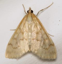 Hahncappsia pergilvalis 2893803 by Nick Block. Used under a CC BY 4.0 license.