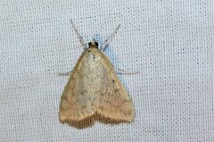 Hahncappsia pergilvalis 42879145 by Quinten Wiegersma. Used under a CC BY 4.0 license.