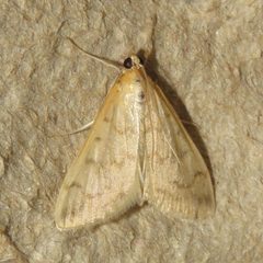 Hahncappsia pergilvalis 94456455 by Dan MacNeal. Used under a CC BY 4.0 license.