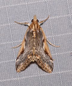 Loxostege albiceralis 47508607 by Laura Gaudette. Used under a CC BY 4.0 license.