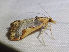 Loxostege albiceralis 49075335 by Sam Kieschnick. Used under a CC BY 4.0 license.