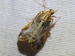 Loxostege albiceralis 49075341 by Sam Kieschnick. Used under a CC BY 4.0 license.