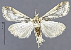 Loxostege albiceralis DPG1HEXA0003496 by Dugway Proving Ground Natural History Collection. Used under a CC0 license.
