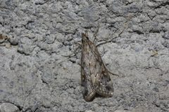 Loxostege allectalis 2676757 by Juan Cruzado Cortés. Used under a CC BY-SA 4.0 license.