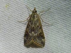 Loxostege allectalis 84459134 by Sam Kieschnick. Used under a CC BY 4.0 license.