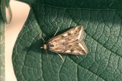 Loxostege cereralis1 by Whitney Cranshaw. Used under a CC BY 3.0 license.