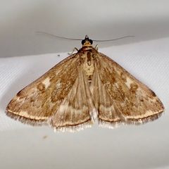 Loxostege munroealis - inat 320551847 by {{{name}}}. Used under a CC BY 4.0 license.