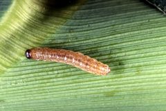 Corn borer by Keith Weller. Used under a Public domain license.