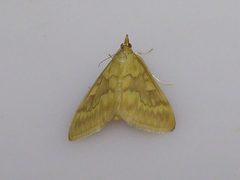 Ostrinia nubilalis by Syrio. Used under a CC BY-SA 4.0 license.