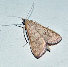 Antigastra catalunalis by Ravi Vaidyanathan. Used under a CC BY 3.0 license.
