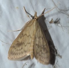 Ostrinia penitalis P1110850a by 
xpda. Used under a CC BY-SA 4.0 license.
