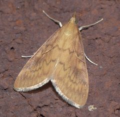 Ostrinia penitalis P1120409a by 
xpda. Used under a CC BY-SA 4.0 license.