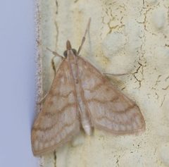 2020 07 19 Paracorsia repandalis by Slimguy. Used under a CC BY 4.0 license.