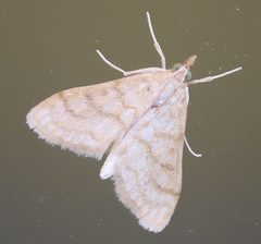 2020 07 19 Paracorsia repandalis2 by Slimguy. Used under a CC BY 4.0 license.