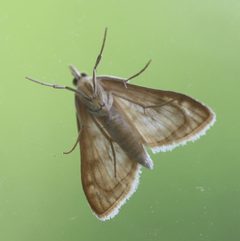 2020 07 19 Paracorsia repandalis3 by Slimguy. Used under a CC BY 4.0 license.