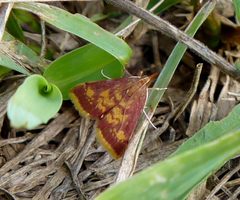 Pyrausta acrionalis by Dendroica cerulea. Used under a CC BY 2.0 license.
