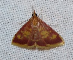 Pyrausta acrionalis 1 by Jacy Lucier. Used under a CC BY-SA 4.0 license.