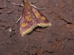 Pyrausta acrionalis P1100811b by 
xpda. Used under a CC BY-SA 4.0 license.