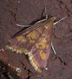Pyrausta acrionalis P1130299a by 
xpda. Used under a CC BY-SA 4.0 license.